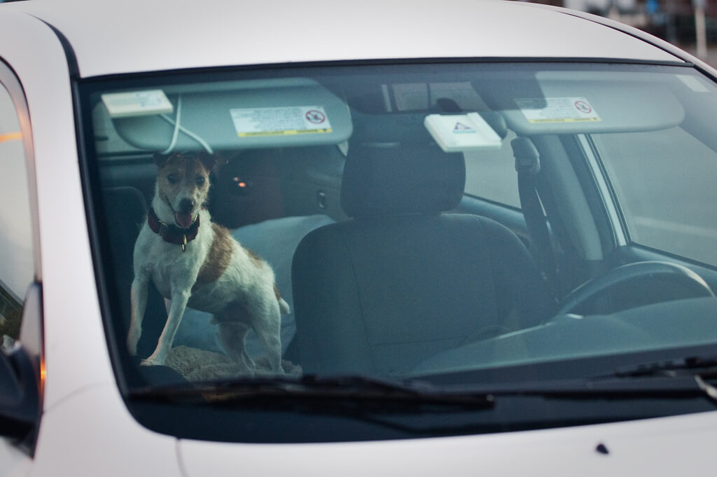 Transporte y cinturón de seguridad para perros en coche