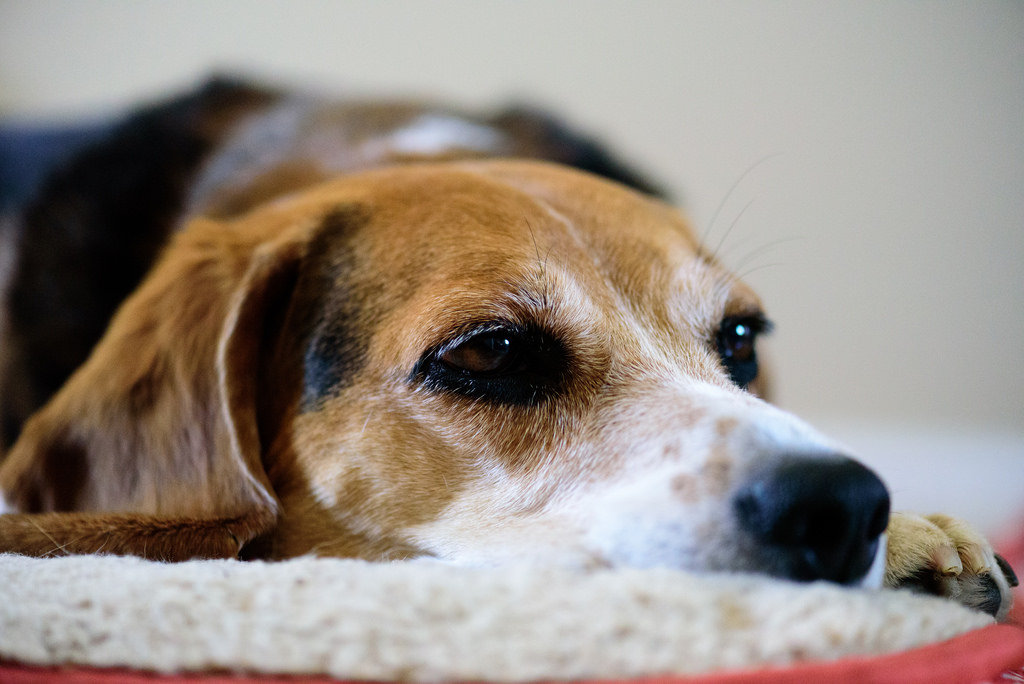 beagle perro para departamento
