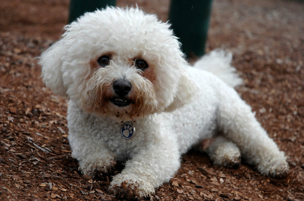 Bichon Frise﻿ perro para departamento