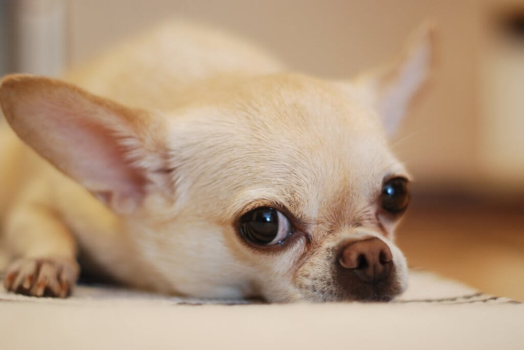 Chihuahua Perro para departamentos