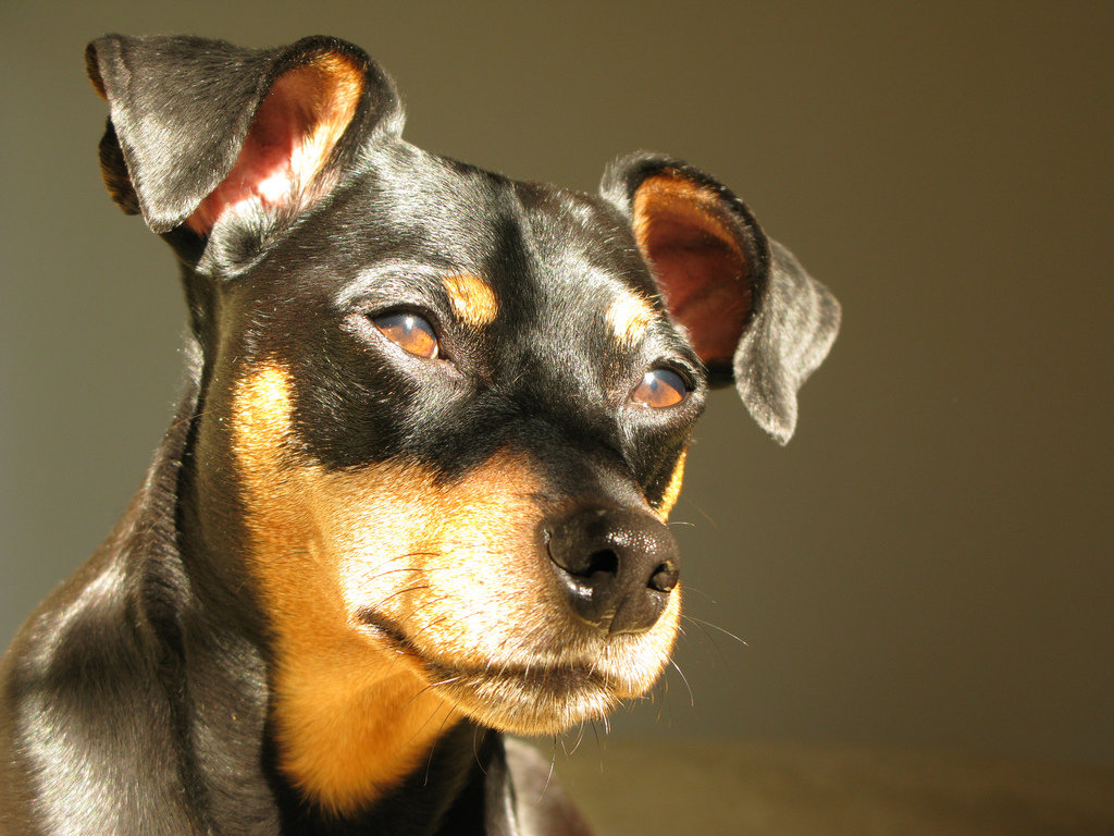 Pinscher Perro para departamento