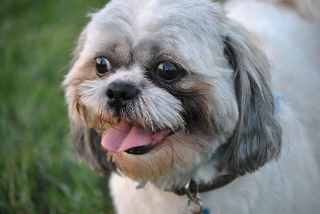 Shih Tzu Perro para departamentos