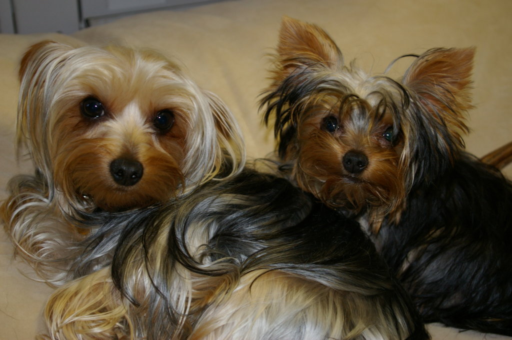 Yorkies Perro para departamentos