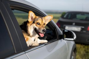 Viaje con la mascota en el auto