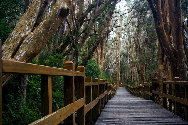 Parque Nacional Los Arrayanes