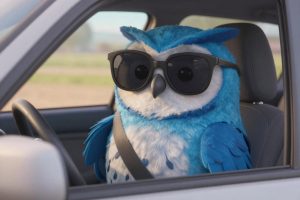 Buho con lentes de sol, conduciendo.
